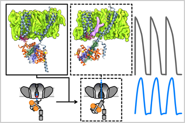 The team’s findings suggest CaM and PIP2 facilitate the KCNQ1 cytoplasmic domain to undergo large conformational change during voltage-dependent activation to open the channel, as illustrated by the structural depiction (top left) and cartoon (bottom left) of the channel. This movement may control KCNQ1 current activation speed (blue, bottom right) to help terminate action potential (gray, top right).