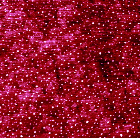 An atomic force microscopy image of nucleated calcium carbonate nanoparticles (showing as white dots) on a quartz surface. The scan size of the image is 1.3 x 1.3 μm2.
